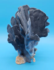 Rare natural Blue Ridge Coral for elegant coastal interiors