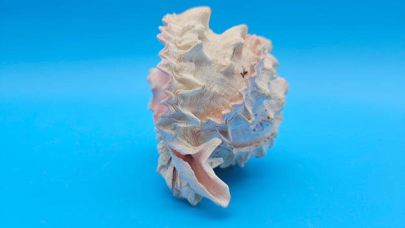 Rare pink murex shell featuring double lip formation and textured spines