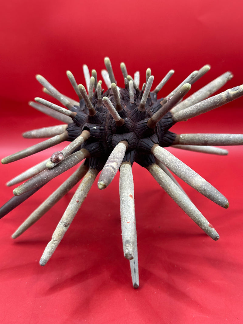 Rare vintage club urchin shell ocean display piece