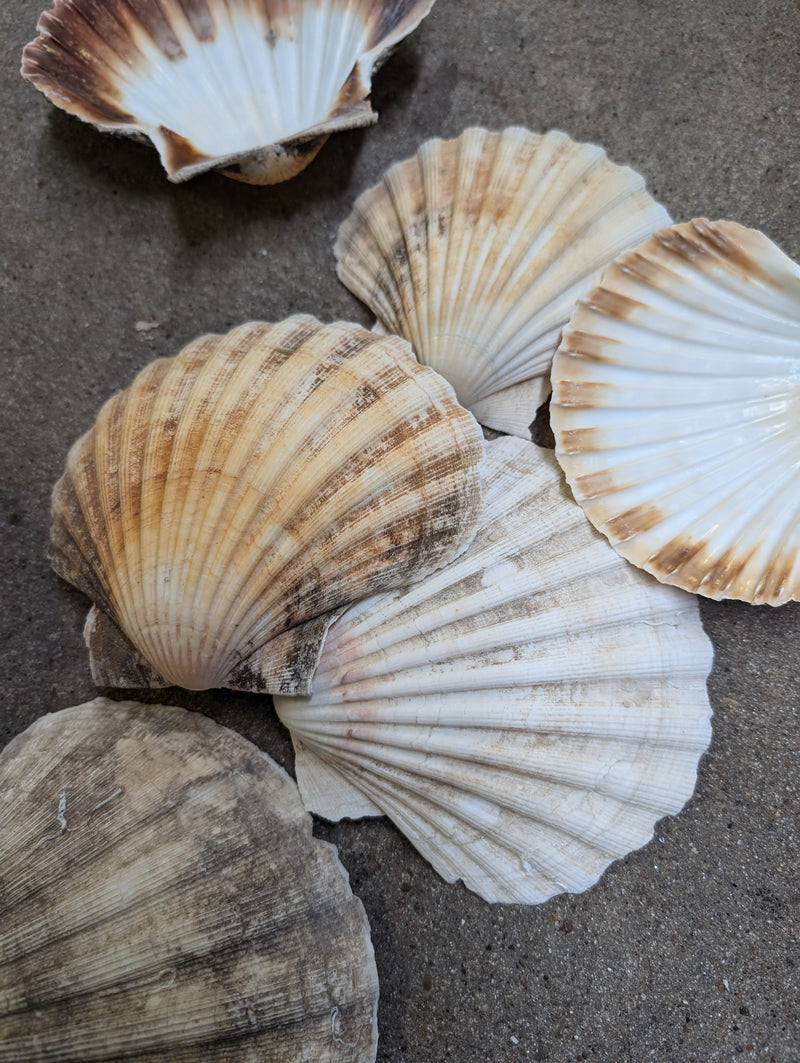 A collection of raw baking scallop shells in natural tones of white, beige, and brown, showcasing their distinct ribbed texture and organic imperfections, arranged on a rough, gray concrete surface.