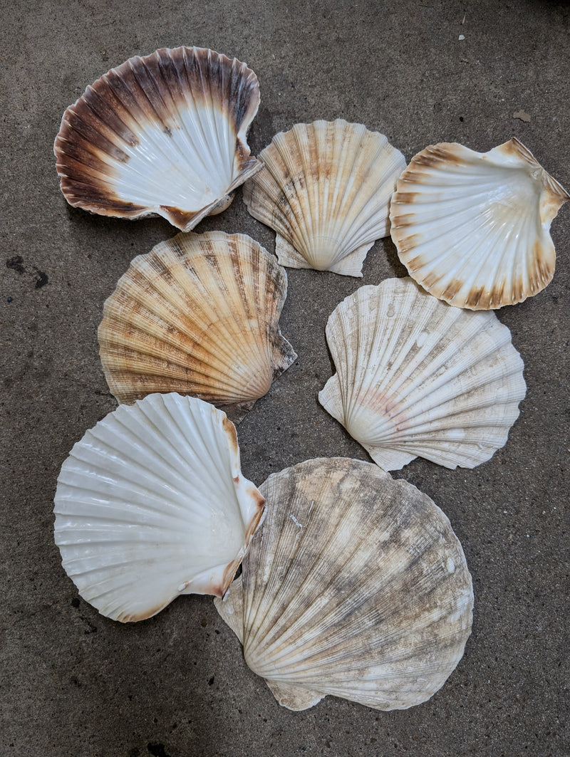 A collection of raw baking scallop shells in natural tones of white, beige, and brown, showcasing their distinct ribbed texture and organic imperfections, arranged on a rough, gray concrete surface.