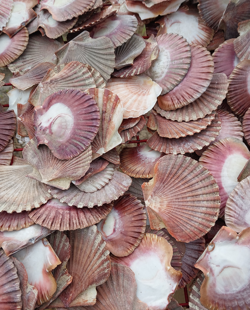 A large assortment of colorful scallop shells in shades of pink, red, and white, showcasing their natural ribbed textures and smooth backs. Perfect for coastal decor, crafting, or creative projects.