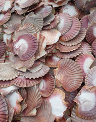 A large assortment of colorful scallop shells in shades of pink, red, and white, showcasing their natural ribbed textures and smooth backs. Perfect for coastal decor, crafting, or creative projects.