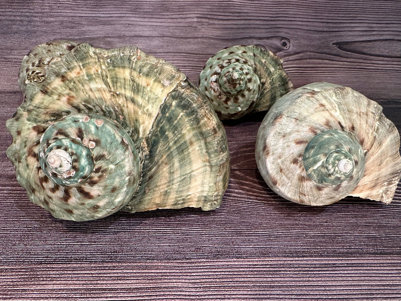 Raw Turbo Marmoratus Shell in varying sizes, displaying unique natural patterns and textures.