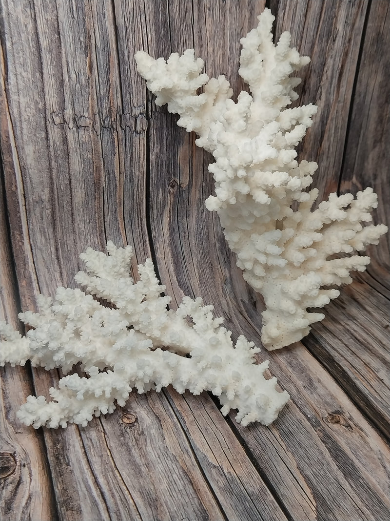 Two pieces of vintage Branch Coral laid out for display on a wood background.