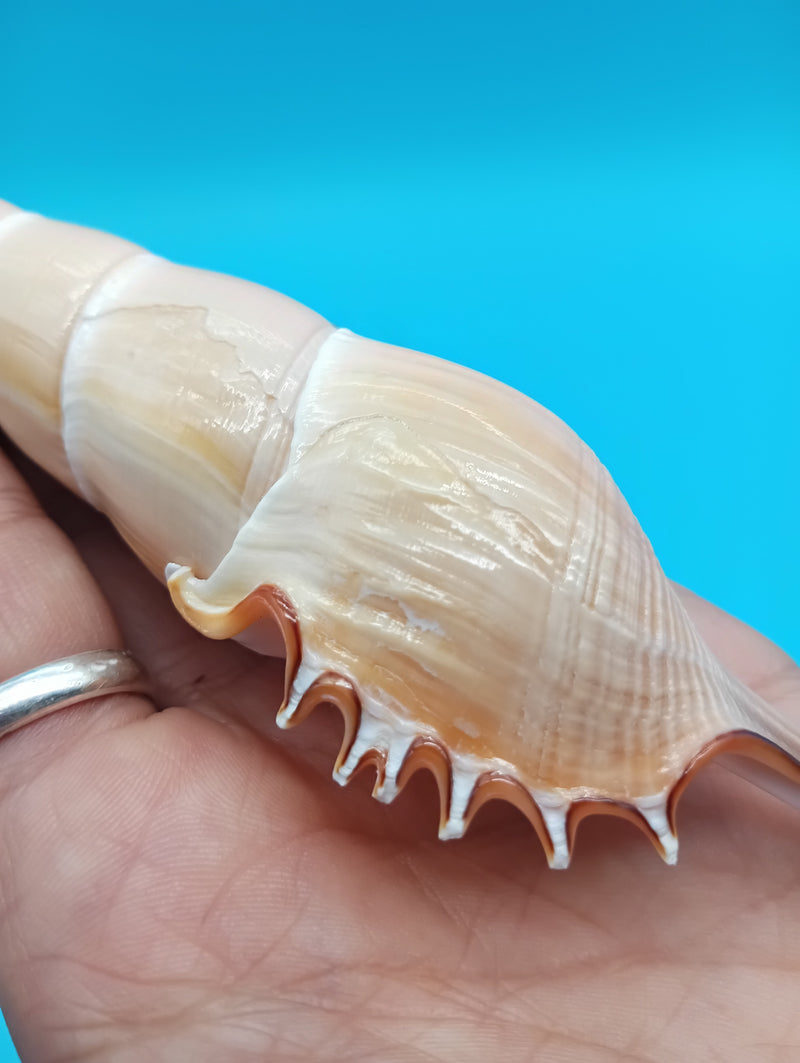 Rear spiral view of Shinbone Tibia shell – 9 inch polished natural shell display