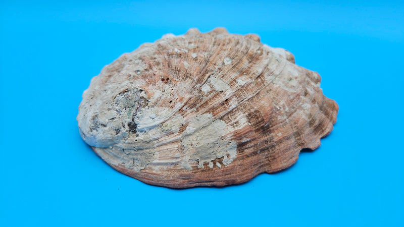 Exterior view of large red abalone shell with rugged ocean texture and natural holes