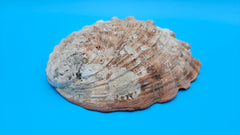 Exterior view of large red abalone shell with rugged ocean texture and natural holes