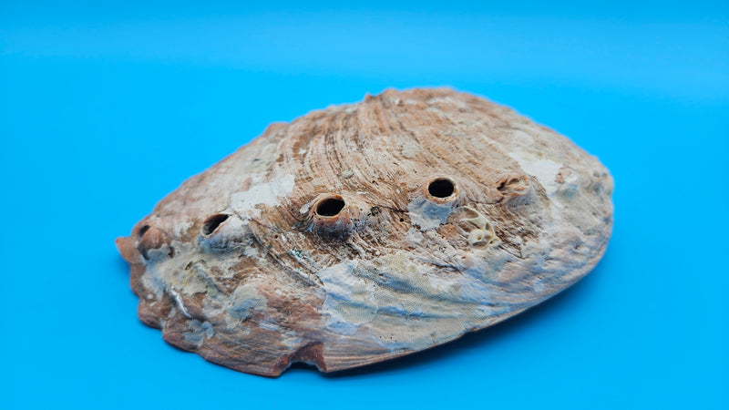 Natural red abalone display shell showing polished nacre and coral rim tones