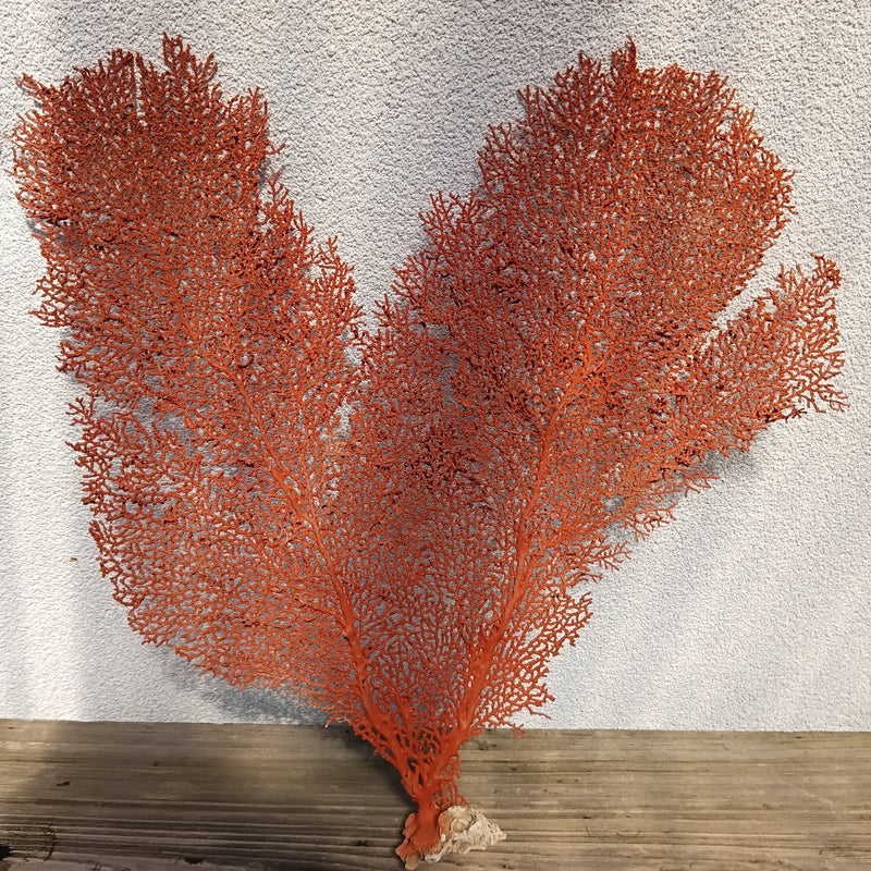 Natural red sea fan coral with fine branching pattern 