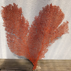 Natural red sea fan coral with fine branching pattern 