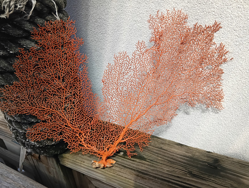 Natural red sea fan coral with fine branching pattern - ocean inspired decor