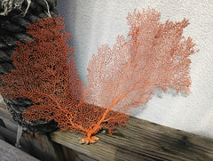 Natural red sea fan coral with fine branching pattern - ocean inspired decor