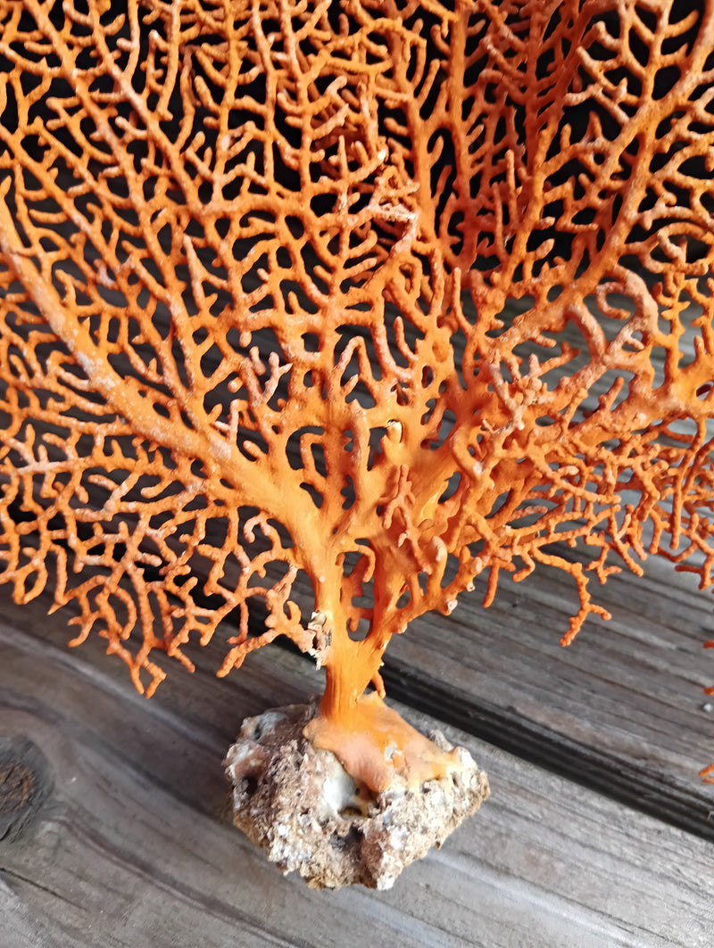 Detailed red sea fan coral showing intricate branching structure - 16.5 inch size