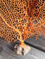 Detailed red sea fan coral showing intricate branching structure - 16.5 inch size