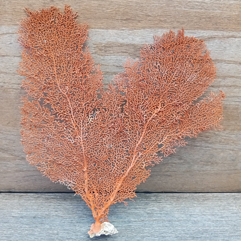 Vintage red sea fan coral specimen for coastal home decor - 14.5 inch natural piece