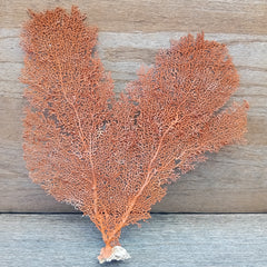 Vintage red sea fan coral specimen for coastal home decor - 14.5 inch natural piece