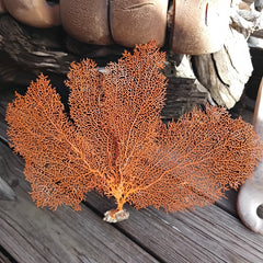 Red sea fan coral specimen - natural marine decor piece with fine structure
