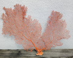 Natural Red Sea Fan Coral Marine Display Piece