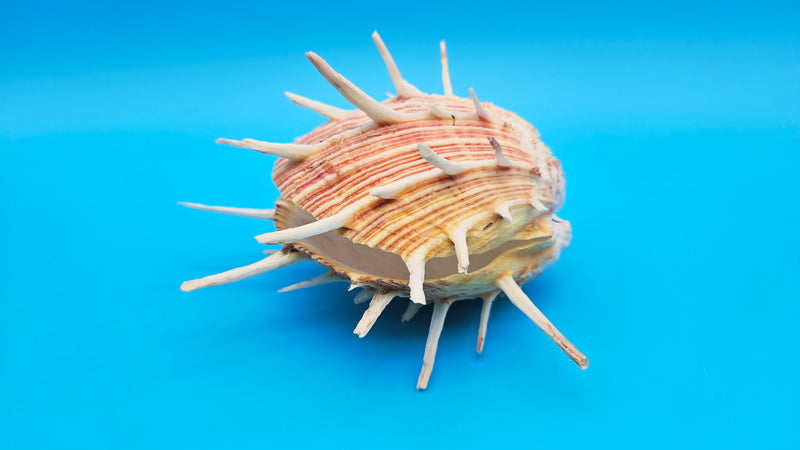 Regius Spondylus Spiny Display Shell – 6.5