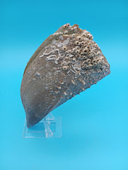 Side view of barnacle encrusted rigid pen shell 7.2