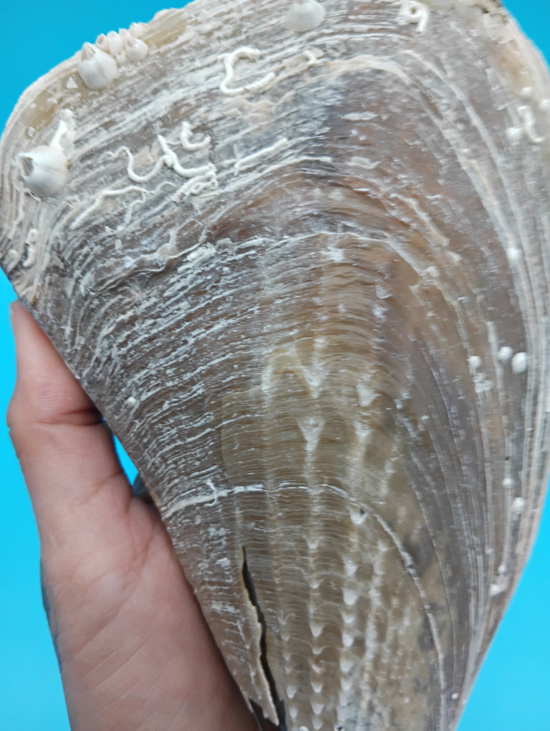 Side view of barnacle encrusted rigid pen shell 7.9" – ocean-worn natural shell decor
