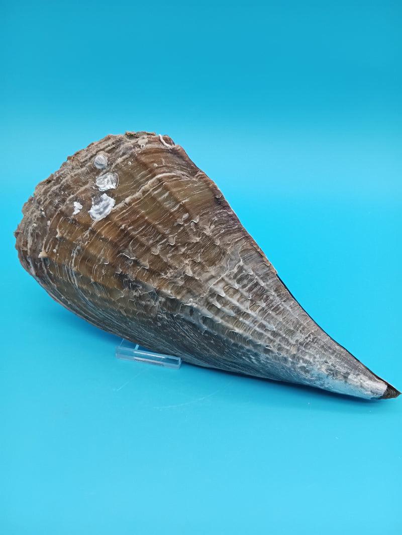 Side view of barnacle encrusted rigid pen shell 9" – ocean-worn natural shell decor