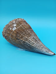 Side view of barnacle encrusted rigid pen shell 9