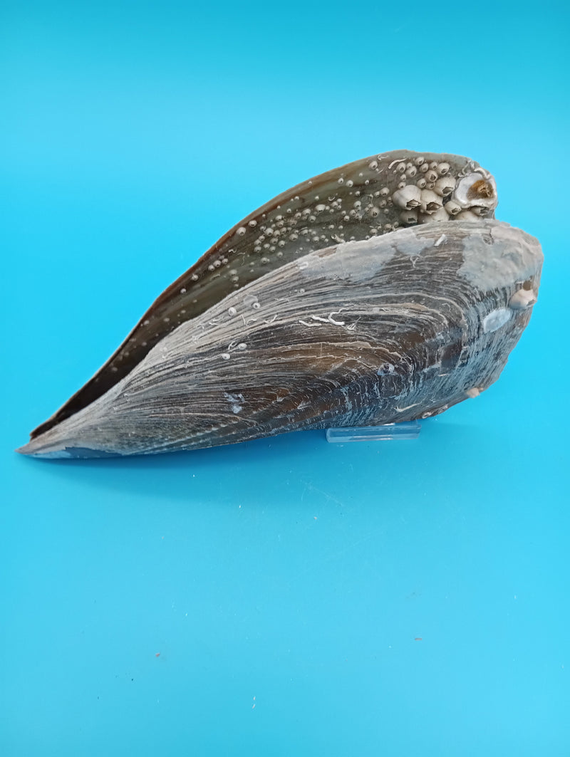 Side view of barnacle encrusted rigid pen shell 7.9" – ocean-worn natural shell decor