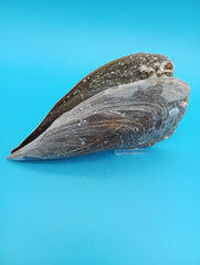 Side view of barnacle encrusted rigid pen shell 7.9