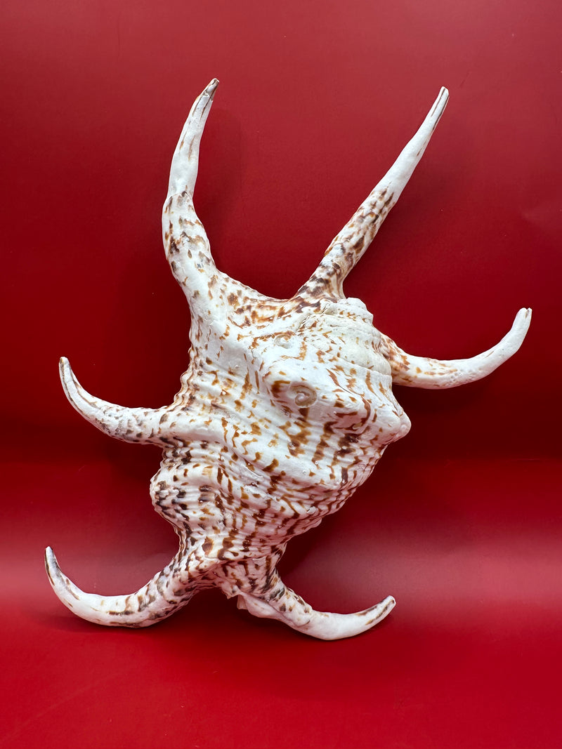Large Rugosa Arthritic Spider Conch Display Shell – Harpago arthriticus 9" exact shell shown