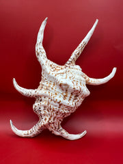 Large Rugosa Arthritic Spider Conch Display Shell – Harpago arthriticus 9