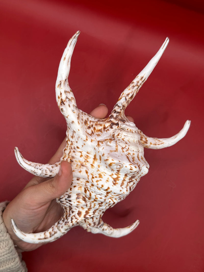 Hand holding Rugosa Arthritic Spider Conch – Harpago arthriticus 9" front view