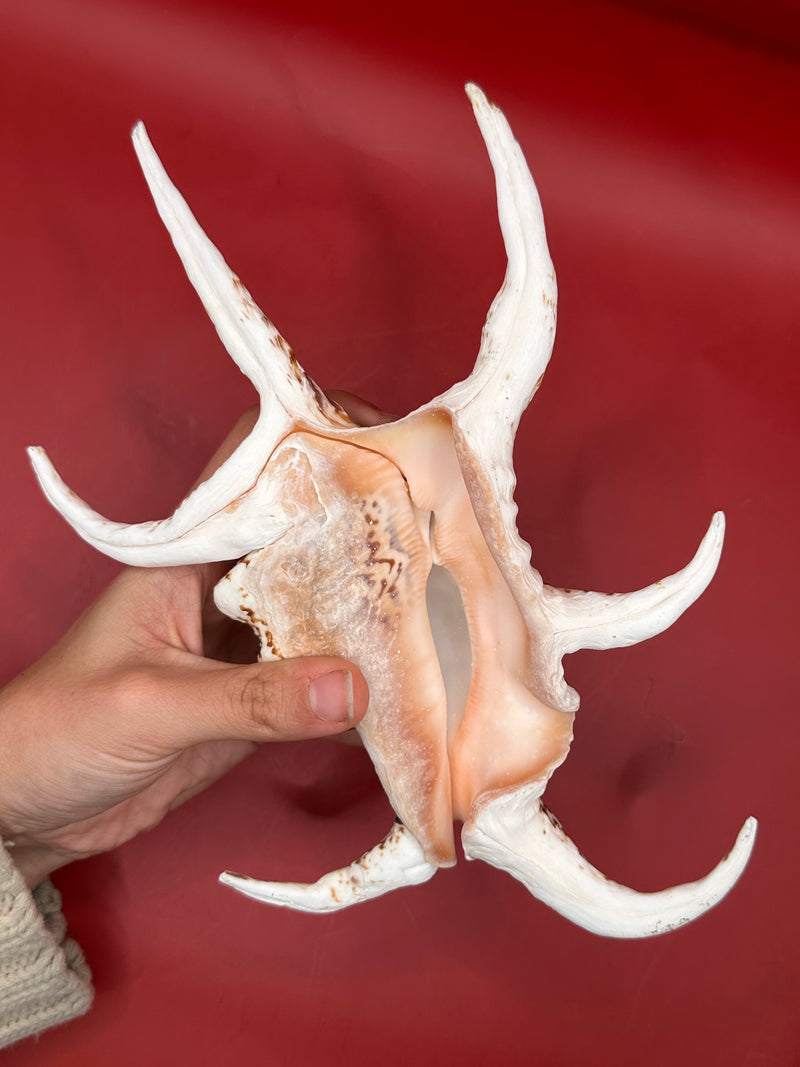 Hand holding Rugosa Arthritic Spider Conch – Harpago arthriticus 9" underside view