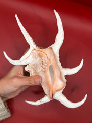 Hand holding Rugosa Arthritic Spider Conch – Harpago arthriticus 9