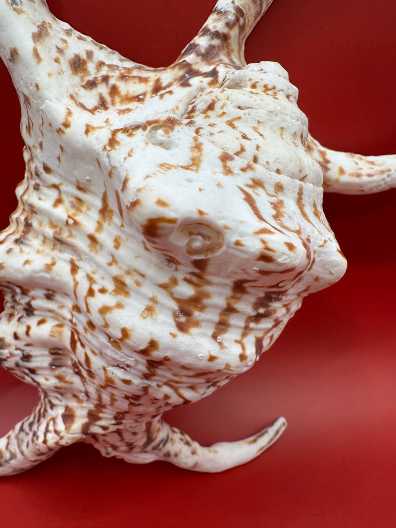Harpago arthriticus Rugosa Arthritic Spider Conch 9" side profile view