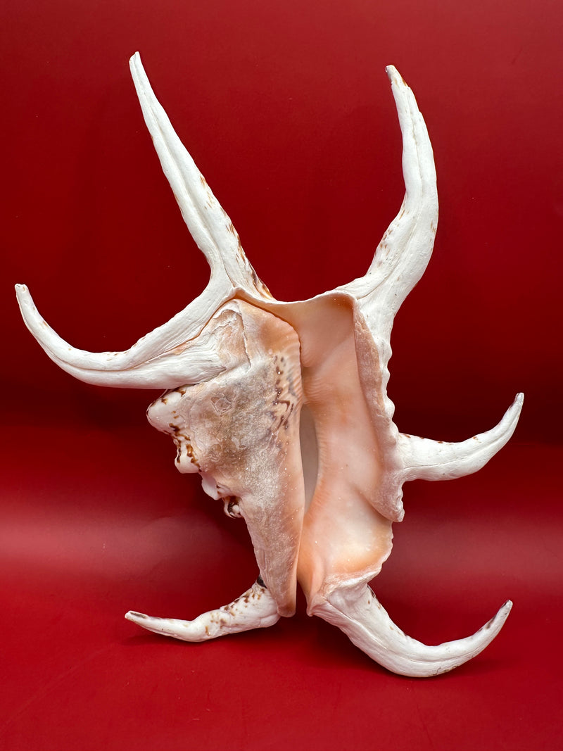 Large Rugosa Arthritic Spider Conch 9" underside aperture view – Harpago arthriticus