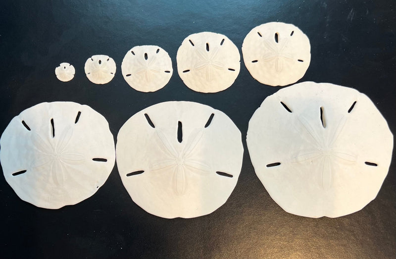 Loose white sand dollar display shells – premium bulk specimens for coastal décor