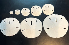 Loose white sand dollar display shells – premium bulk specimens for coastal décor