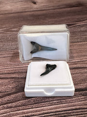 Sand Tiger Shark Fossilized teeth in display cases