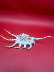 Lambis scorpius Scorpion Shell with operculum 5.9