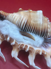 Close-up of Lambis scorpius Scorpion Shell operculum 5.9