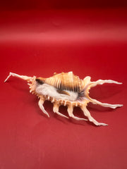 Scorpion Shell Lambis scorpius with operculum 5.9