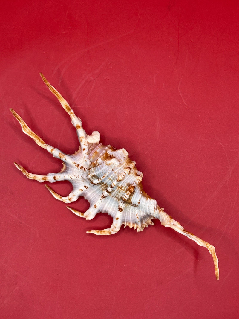 Scorpion Shell display – Lambis scorpius with operculum 5.9" top view exact shell shown