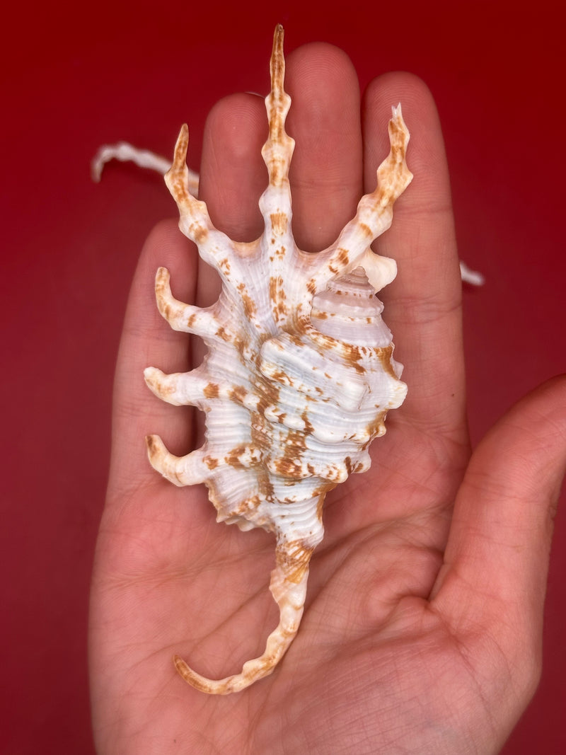 Hand holding Scorpion Shell – Lambis scorpius spiked back view 4.4"