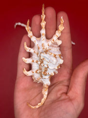 Hand holding Scorpion Shell – Lambis scorpius spiked back view 4.4