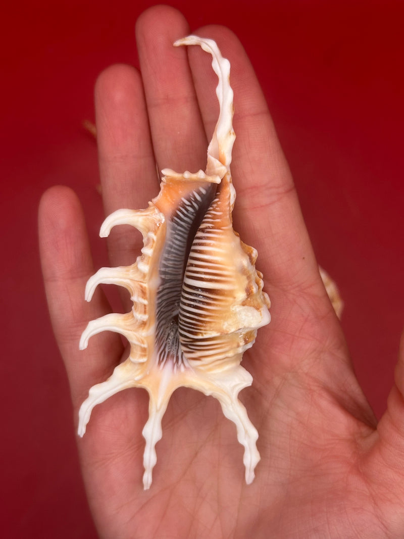 Hand holding Lambis scorpius Scorpion Shell – 4.4" underside aperture view