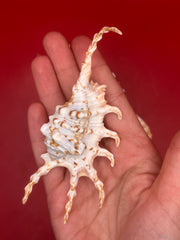 Hand holding Lambis scorpius Scorpion Shell – 4.7