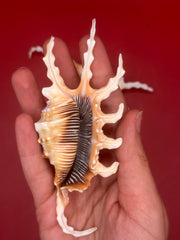 Hand holding Scorpion Shell – Lambis scorpius spiked top view 4.7