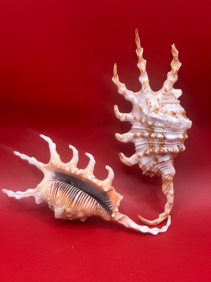 Pair of Scorpion Display Shells – Lambis scorpius 4.7" and 4.4" side view